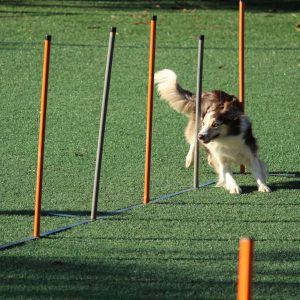 Ejercicios para perros sanos