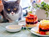 gray and white cat on green and white table cloth