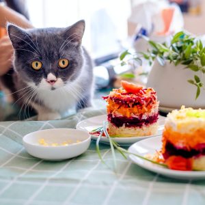 Evita estos alimentos para tu gato