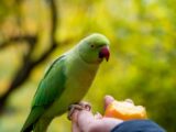 Green Bird on a Person's Hand