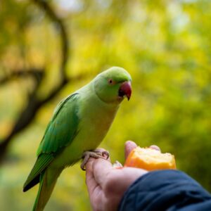 La mejor dieta posible para tu loro