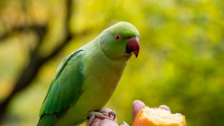 La mejor dieta posible para tu loro