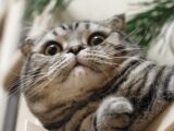 selective focus photography of gray cat beside wall